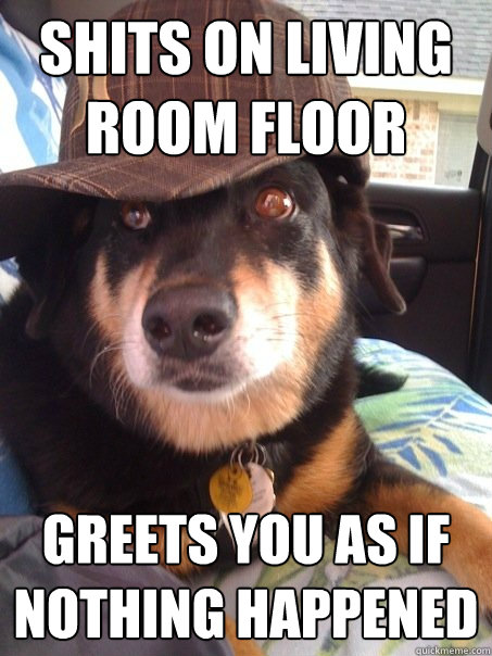 Shits on living room floor Greets you as if nothing happened  Scumbag dog