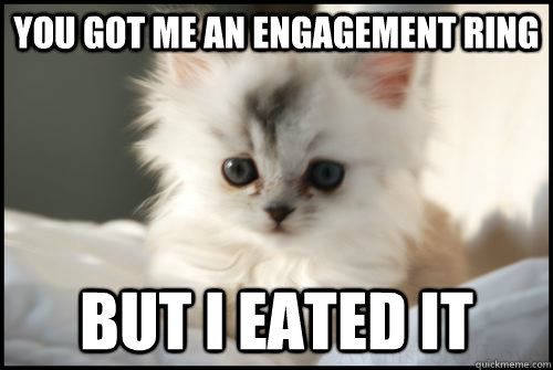 You got me an engagement ring But i eated it - You got me an engagement ring But i eated it  cute kitten