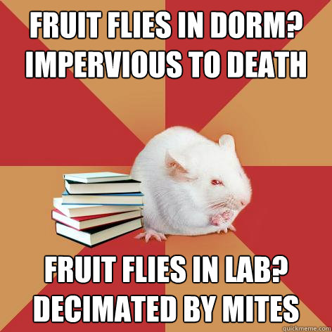 fruit flies in dorm?
Impervious to death Fruit flies in lab?
decimated by mites - fruit flies in dorm?
Impervious to death Fruit flies in lab?
decimated by mites  Science Major Mouse