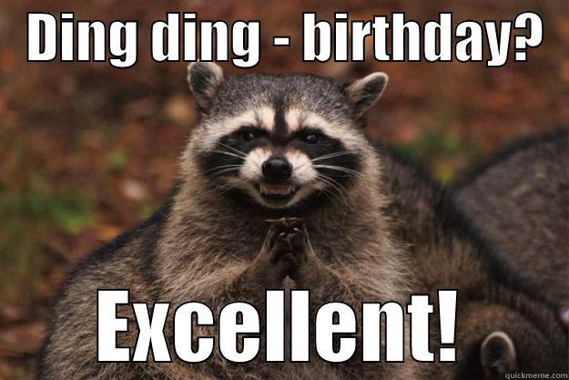   DING DING - BIRTHDAY?   EXCELLENT! Evil Plotting Raccoon