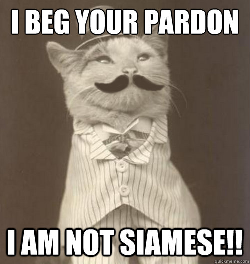 I beg your pardon i am not siamese!!  Original Business Cat