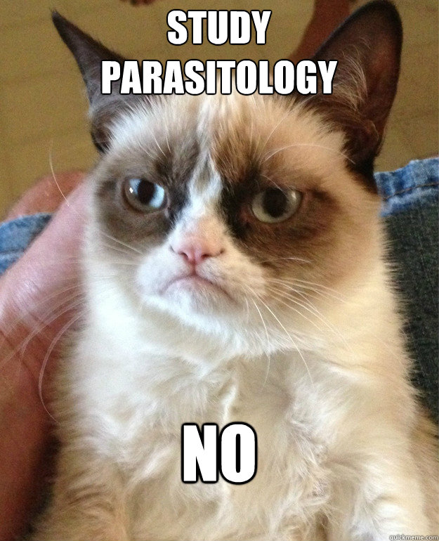 study 
parasitology no  Grumpy Cat