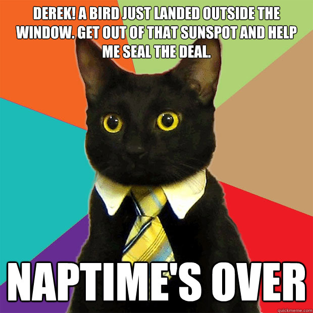 DEREK! A bird just landed outside the window. GET OUT OF THAT SUNSPOT AND HELP ME SEAL THE DEAL. NAPTIME'S OVER  Business Cat