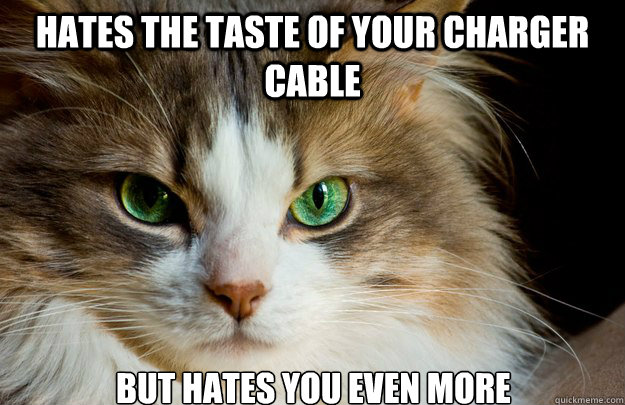 Hates The Taste Of Your Charger Cable But Hates You Even More   Conniving Kitty