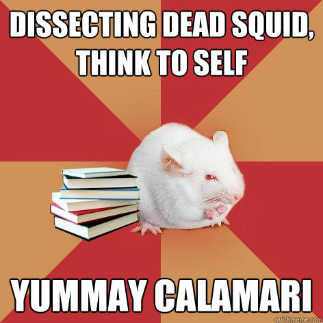 dissecting dead squid, think to self yummay calamari - dissecting dead squid, think to self yummay calamari  Science Major Mouse