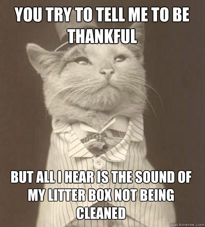 You try to tell me to be thankful But all I hear is the sound of my litter box not being cleaned  Aristocat