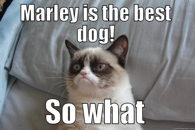 MARLEY IS THE BEST DOG! SO WHAT Grumpy Cat