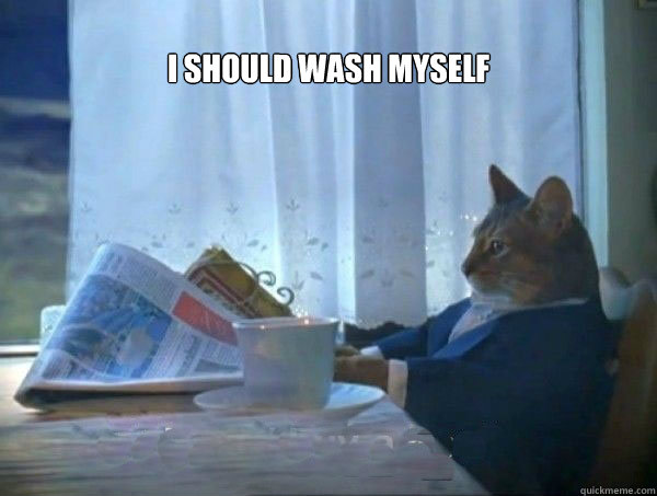 I should wash myself   morning realization newspaper cat meme