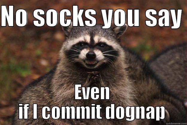 NO SOCKS YOU SAY  EVEN IF I COMMIT DOGNAP Evil Plotting Raccoon