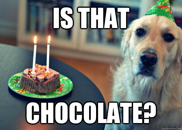 is that chocolate?  Sad Birthday Dog