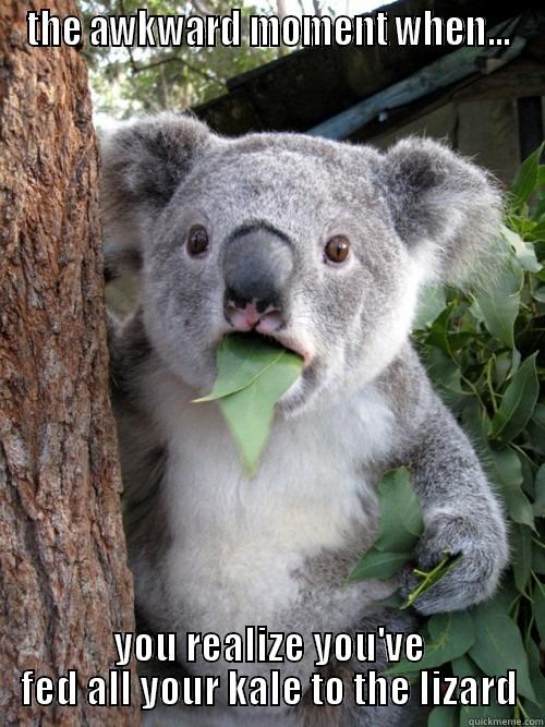 THE AWKWARD MOMENT WHEN... YOU REALIZE YOU'VE FED ALL YOUR KALE TO THE LIZARD koala bear