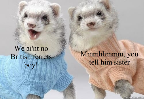 We ai'nt no British ferrets boy! Mmmhhmmm, you tell him sister - We ai'nt no British ferrets boy! Mmmhhmmm, you tell him sister  Sassy Ferrets