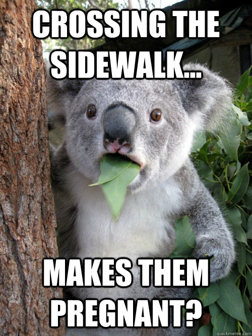 Crossing the sidewalk... makes them pregnant?  koala bear