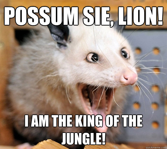 Possum sie, Lion! I am the king of the jungle! - Possum sie, Lion! I am the king of the jungle!  Possum