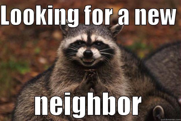 LOOKING FOR A NEW  NEIGHBOR Evil Plotting Raccoon