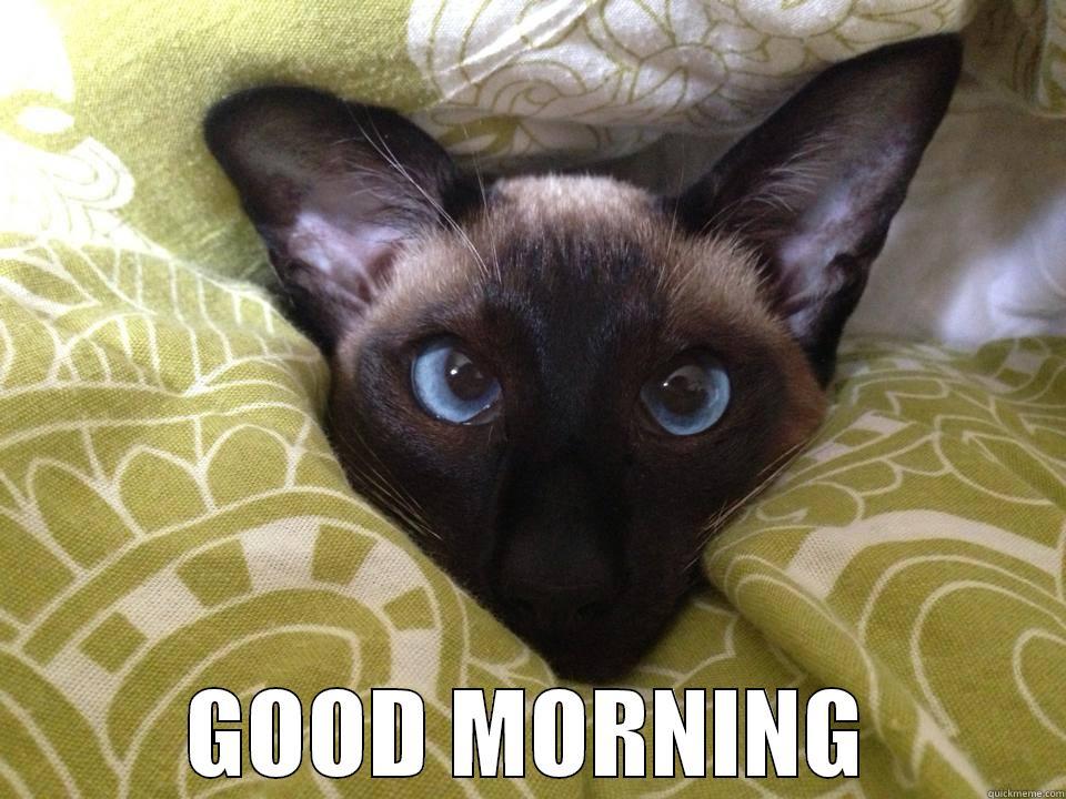 Cats be like -  GOOD MORNING Misc