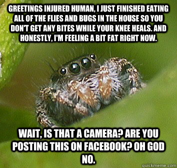 Greetings injured human, I just finished eating all of the flies and bugs in the house so you don't get any bites while your knee heals. And honestly, I'm feeling a bit fat right now. Wait, is that a camera? Are you posting this on Facebook? Oh God no.  Misunderstood Spider