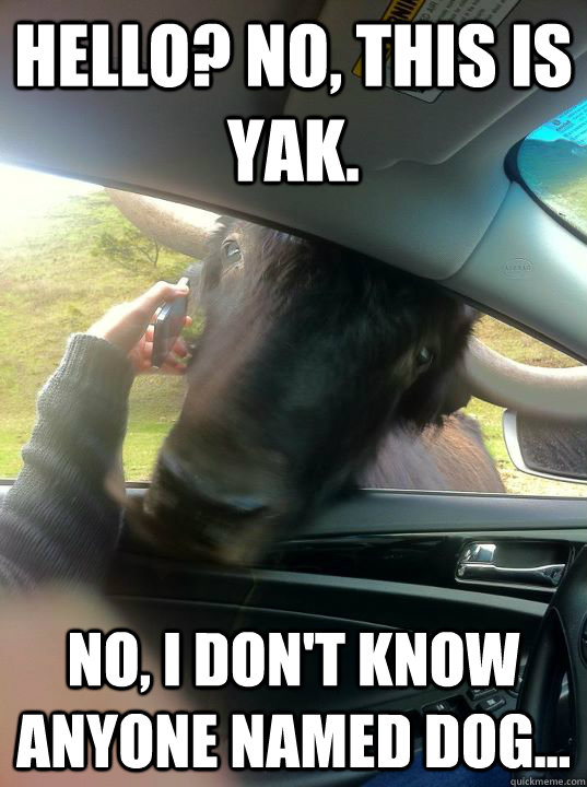 hello? no, this is yak. no, i don't know anyone named Dog...  