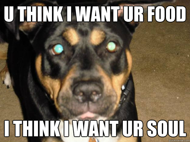 u think i want ur food i think i want ur soul - u think i want ur food i think i want ur soul  Creepy dog