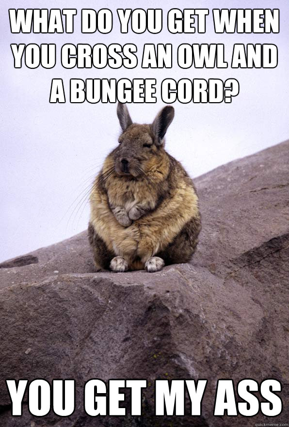 What do you get when you cross an owl and a bungee cord? you get my ass - What do you get when you cross an owl and a bungee cord? you get my ass  Wise Wondering Viscacha