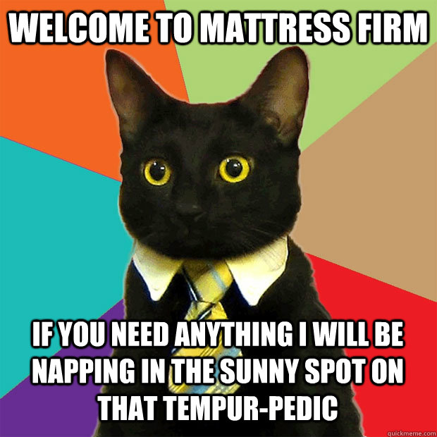 welcome to mattress firm If you need anything i will be napping in the sunny spot on that tempur-pedic  Business Cat