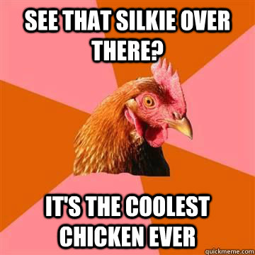 See that silkie over there? It's the coolest chicken ever  Anit Joke Chicken