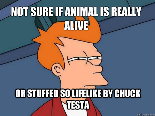 Not sure if animal is really alive or stuffed so lifelike by Chuck Testa  Futurama Fry