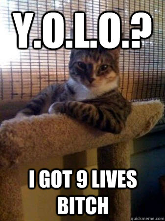 Y.O.L.O.? I got 9 lives bitch  The Most Interesting Cat in the World