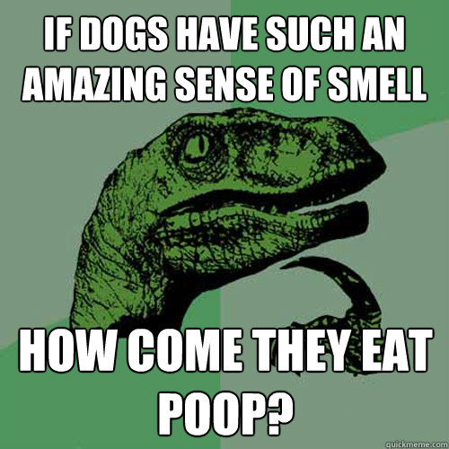 If dogs have such an amazing sense of smell How come they eat poop? - If dogs have such an amazing sense of smell How come they eat poop?  Philosoraptor