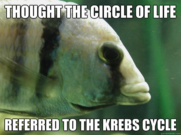 thought the circle of life referred to the krebs cycle - thought the circle of life referred to the krebs cycle  Premed Fish