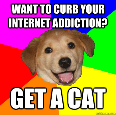 Want to curb your internet addiction? Get a cat  Advice Dog