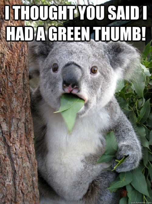 I thought you said i had a green thumb!   koala bear