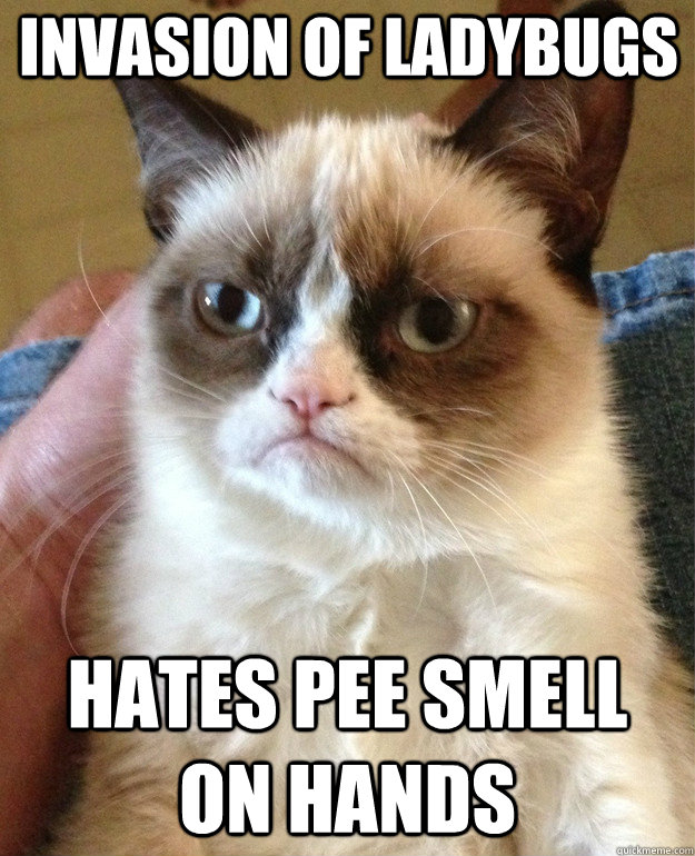 invasion of ladybugs hates pee smell on hands  Grumpy Cat