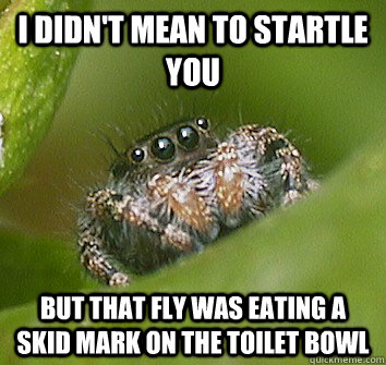 I didn't mean to startle you but that fly was eating a skid mark on the toilet bowl  Misunderstood Spider