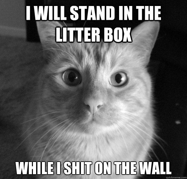 I will stand in the litter box while i shit on the wall
 - I will stand in the litter box while i shit on the wall
  Girlfriends Cat