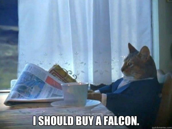  I should buy a falcon.  morning realization newspaper cat meme