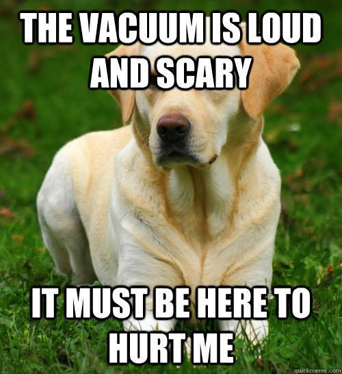 The vacuum is loud and scary It must be here to hurt me  Dog Logic