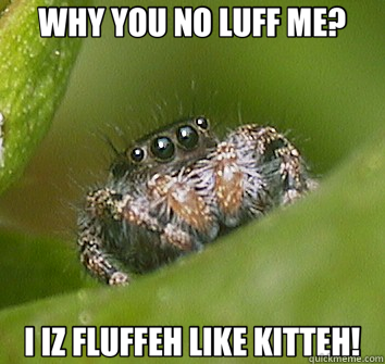 WHY YOU NO LUFF ME? I IZ FLUFFEH LIKE KITTEH!  Misunderstood Spider