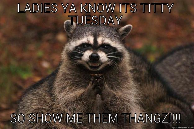 titty Tuesday - LADIES YA KNOW ITS TITTY TUESDAY SO SHOW ME THEM THANGZ!!!! Evil Plotting Raccoon