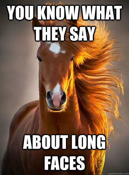 you know what they say about long faces  Ridiculously Photogenic Horse