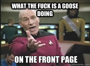 What the fuck is a goose doing on the front page - What the fuck is a goose doing on the front page  Annoyed Picard