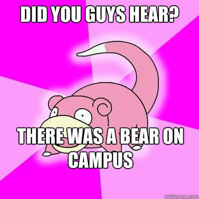 DID YOU GUYS HEAR? THERE WAS A BEAR ON CAMPUS  Slowpoke