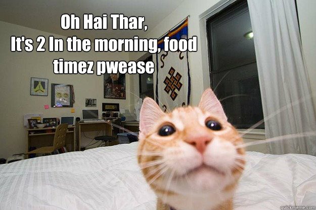 Oh Hai Thar, 
It's 2 In the morning, food timez pwease  Oh Hai Thar Cat