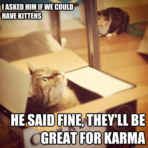 I asked him if we could have kittens He said Fine, they'll be great for karma  Cats wife