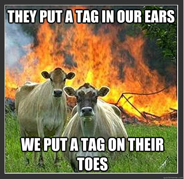 They put a tag in our ears We put a tag on their toes   Evil cows