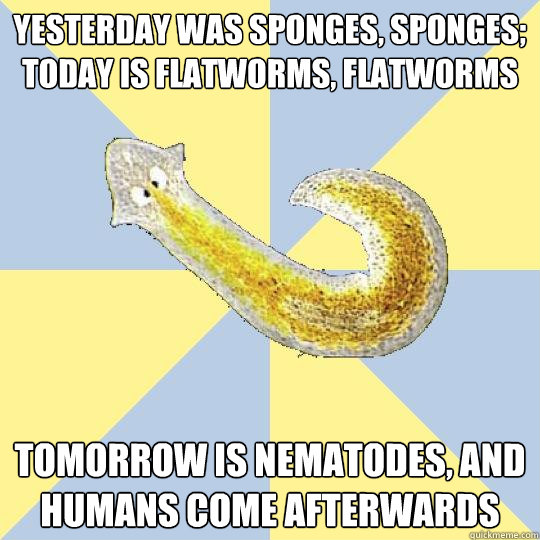 how does a sponge obtain food how does a planarian move