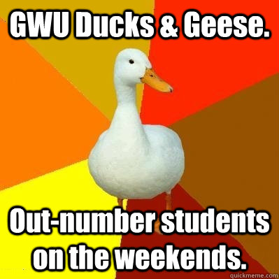 GWU Ducks & Geese. Out-number students on the weekends.  Tech Impaired Duck