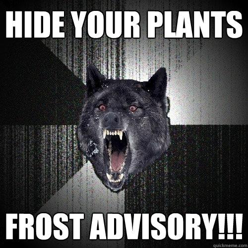 HIDE YOUR PLANTS FROST ADVISORY!!!  Insanity Wolf