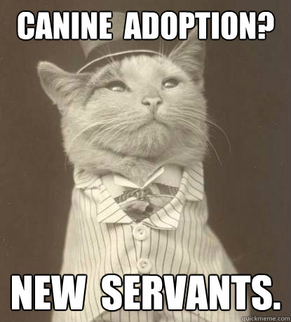 CANINE  ADOPTION? NEW  SERVANTS.  Aristocat