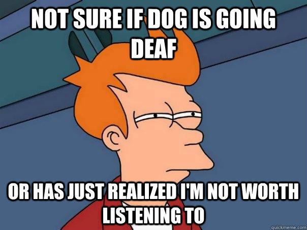 Not sure if dog is going deaf Or has just realized I'm not worth listening to  